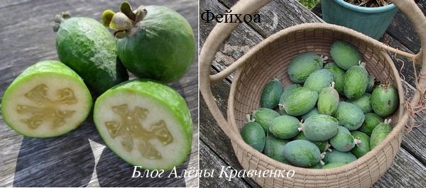 Фейхоа. Користь і шкода. Як є фейхоа?