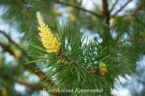 Гудуть ноги нижче колін. Причини, що робити. 10 методів лікування народними засобами