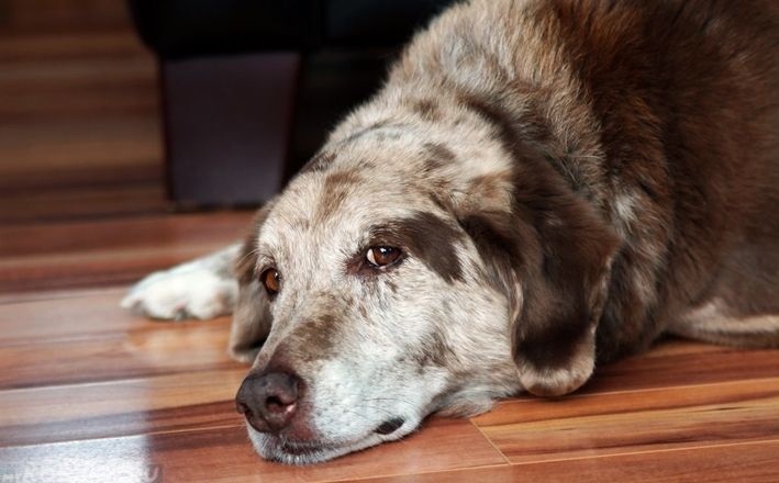 Хламідіоз у собак: фото, причини, симптоми і лікування