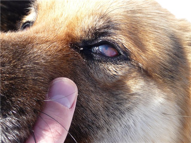 Хламідіоз у собак: фото, причини, симптоми і лікування
