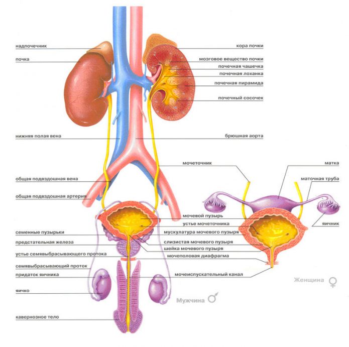 Лейкоцитурія — наслідок запалення в нирках і сечовивідних шляхах