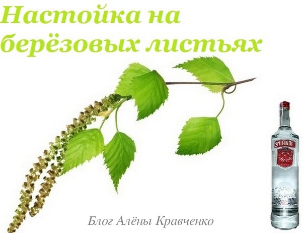 Листя берези – лікувальні властивості і протипоказання. Збір і заготівля, лікування