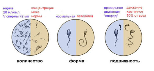 Скільки живуть сперматозоїди? Ти навіть і не думав …