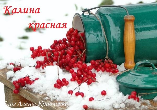 Ягоди калини. Лікувальні властивості і застосування. 15 рецептів